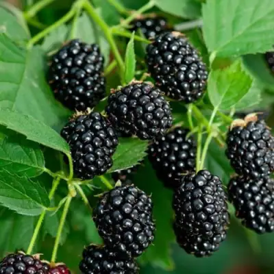 Ежевика ЛОХТЕЙ бесшипная в Пинске