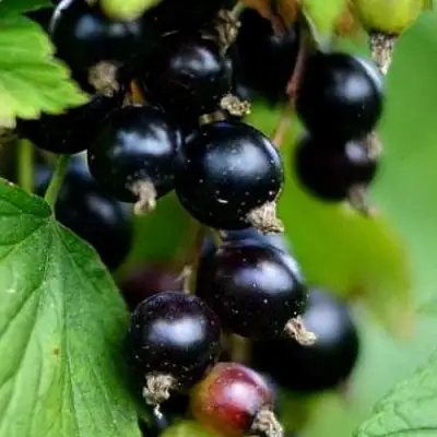 Смородина чёрная КАТЮША в Пинске