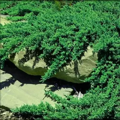 Можжевельник НАНА лежачий в Пинске