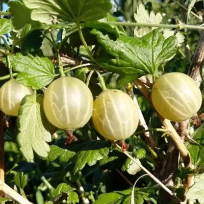 Крыжовник БЕЛОРУCСКИЙ САХАРНЫЙ 2 в Пинске