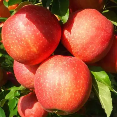 Яблоня ГАЛА ШНИГА в Пинске