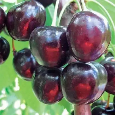 Черешня ЛЮБИМИЦА АСТАХОВА в Пинске