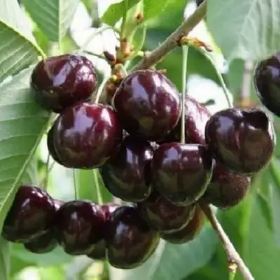 Черешня ЛЕНИНГРАДСКАЯ ЧЁРНАЯ в Пинске