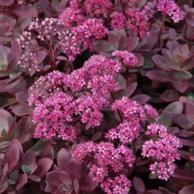 Очиток (седум) САНСПАРКЛЕР ФАЙЕРКРЕКЕР в Пинске