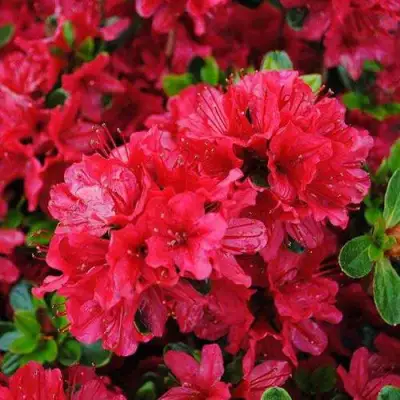 Азалия ХИНО КРИМСОН японская в Пинске