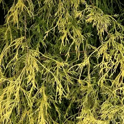 Кипарисовик ФИЛИФЕРА АУРЕА горохоплодный в Пинске