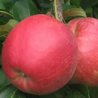 Яблоня РУБИН в Пинске