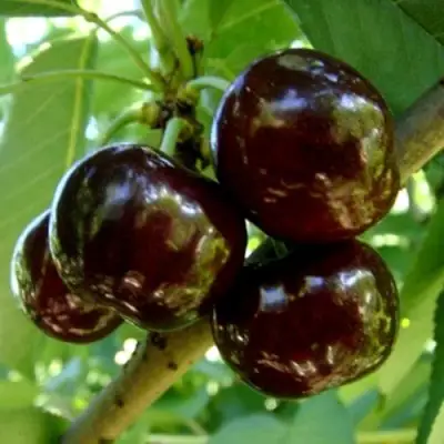 Черешня МУСКАТНАЯ в Пинске