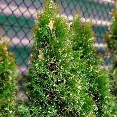 Туя СМАРАГД ВАРИЕГАТА западная в Пинске