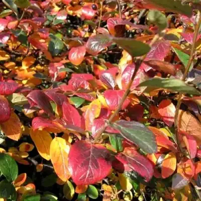 Кизильник блестящий в Пинске