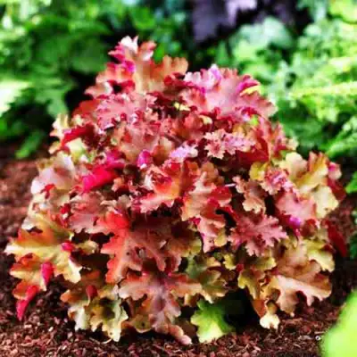 Гейхера МАРМЕЛАД в Пинске