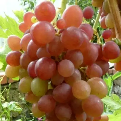 Виноград БЛЕСТЯЩИЙ в Пинске