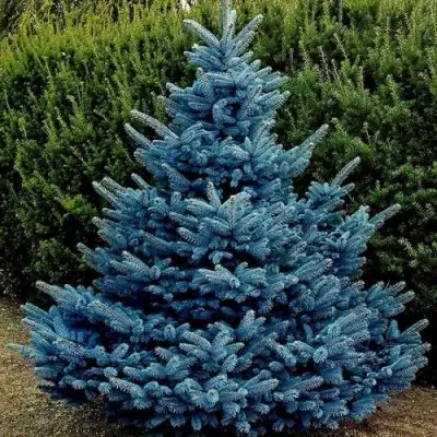 Ель МАДЖЕСТИК БЛЮ колючая в Пинске
