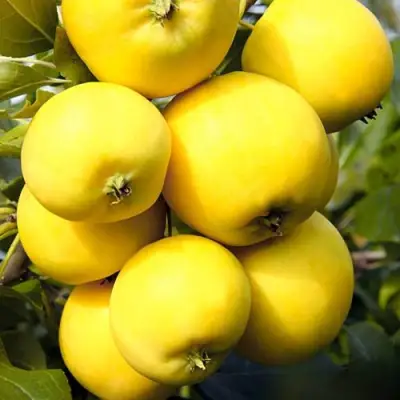 Яблоня УРАЛЬСКОЕ НАЛИВНОЕ в Пинске