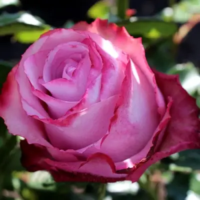 Роза ДИП ВОТЕР чайно-гибридная в Пинске