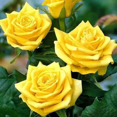 Роза ПАПИЛОН чайно-гибридная в Пинске