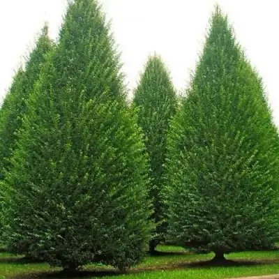 Граб  в Пинске