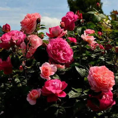 Роза ОЛЬГА шраб в Пинске