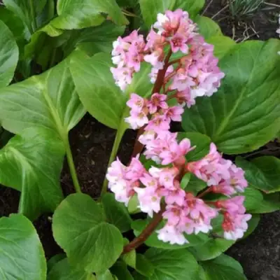 Бадан БЭБИ ДОЛЛ в Пинске