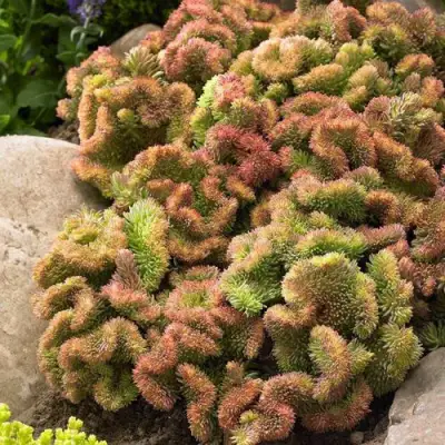 Очиток (седум) КРИСТАТУМ отогнутый в Пинске