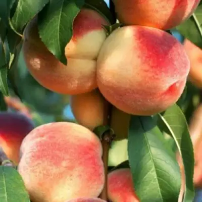 Персик ЛОЙКО 2 в Пинске