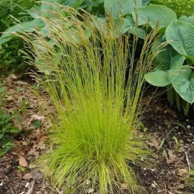 Щучка ТАТРА ГОЛД извилистая в Пинске