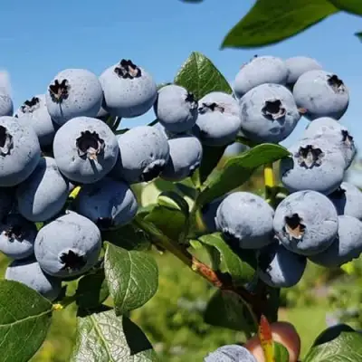 Голубика НЕЛЬСОН в Пинске