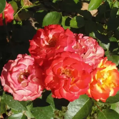 Роза ТАЙФУН спрей в Пинске