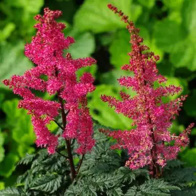 Астильба МУЛЕН РУЖ курчавая в Пинске