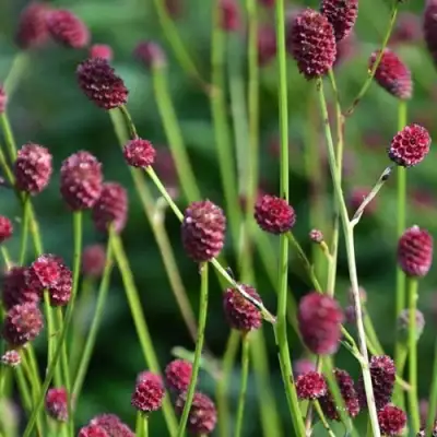 Кровохлебка ЧОКОЛАТ ТИП в Пинске