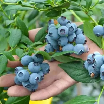 Голубика ТОРО в Пинске