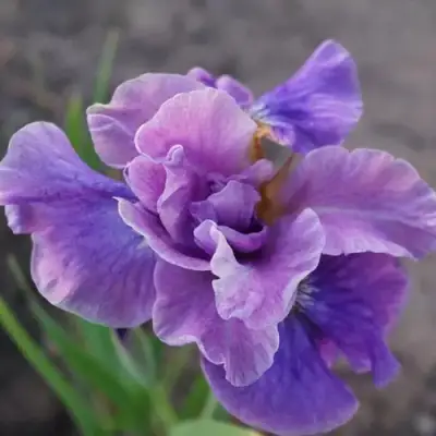 Ирис ХЭВИНГ ФАН сибирский в Пинске