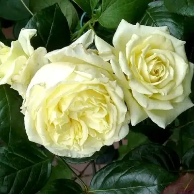 Роза ЭЛЬФ плетистая в Пинске