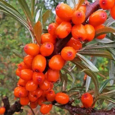 Облепиха ДЖЕМОВАЯ в Пинске