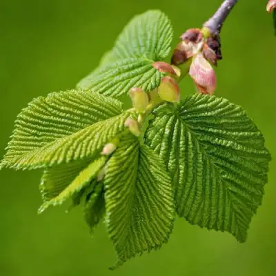 Вяз обыкновенный в Пинске