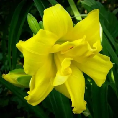 Лилейник ДАБЛ РИВЕР ВАЙ гибридный в Пинске