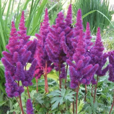 Астильба БЛЭК ЭНД БЛУ китайская в Пинске