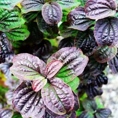 Дерен КОМПРЕССА кроваво-красный в Пинске