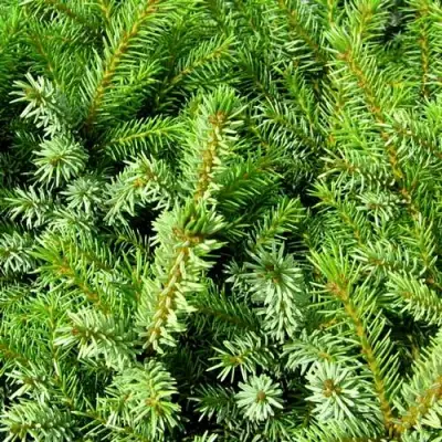 Ель НАНА сербская в Пинске