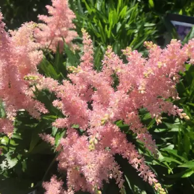 Астильба БРЕССИНГЕМ БЬЮТИ Арендса в Пинске