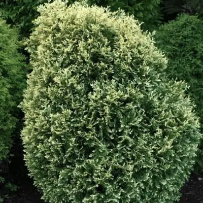 Туя ЛИТОМИШИЛ западная в Пинске