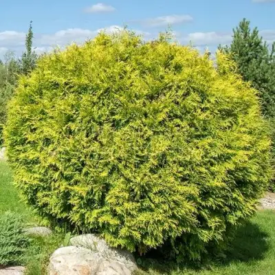Туя ГОЛДЕН ГЛОБ западная в Пинске