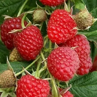 Малина ГЛЕН АМПЛ в Пинске