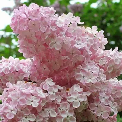 Сирень ВЕЧЕРНИЙ ЗВОН в Пинске