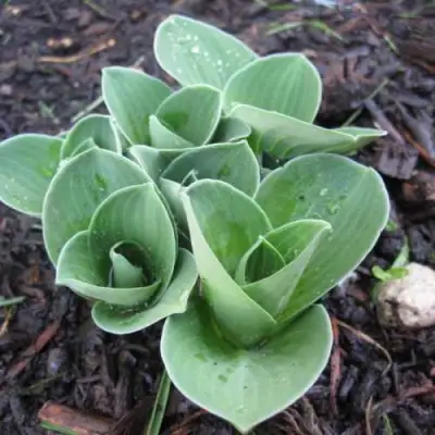 Хоста МОНСТЕР ИРЗ гибридная в Пинске