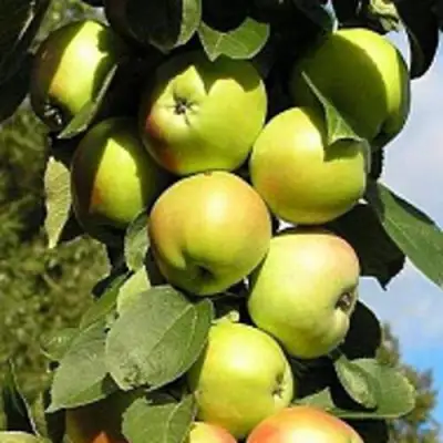 Яблоня ПРЕЗИДЕНТ колонновидная в Пинске
