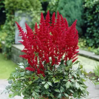 Астильба СПАРТАН Арендса в Пинске