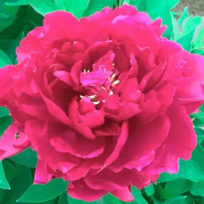 Пион ОСТРОВНОЙ МИНИСТР древовидный в Пинске