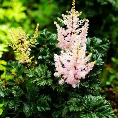 Астильба ЛИЛИПУТ курчавая в Пинске