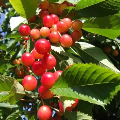 Черешня БРЯНСКАЯ РОЗОВАЯ в Пинске